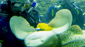 Diving with Sharks at Underwater World - Guam